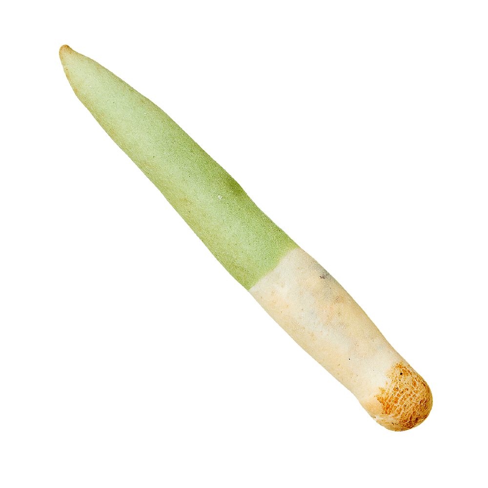taste_card_img