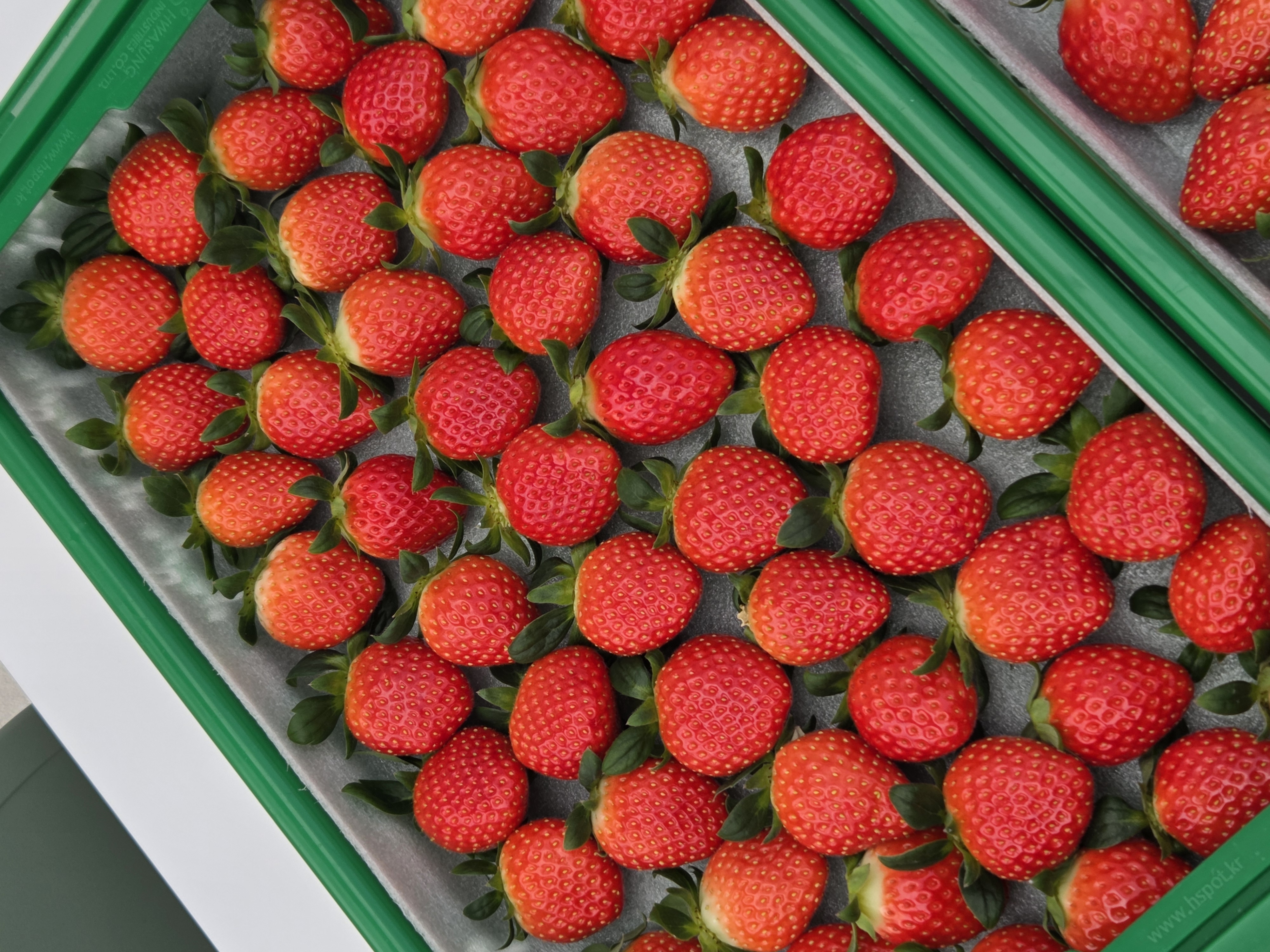 [경기 파주][릴스] 솜솜딸기 체험농장