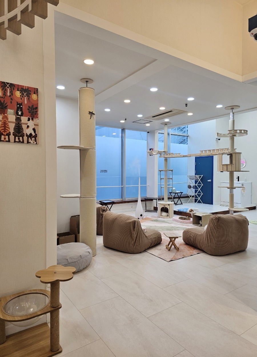 [강원 원주][릴스] 원주고양이카페&미용&호텔오묘