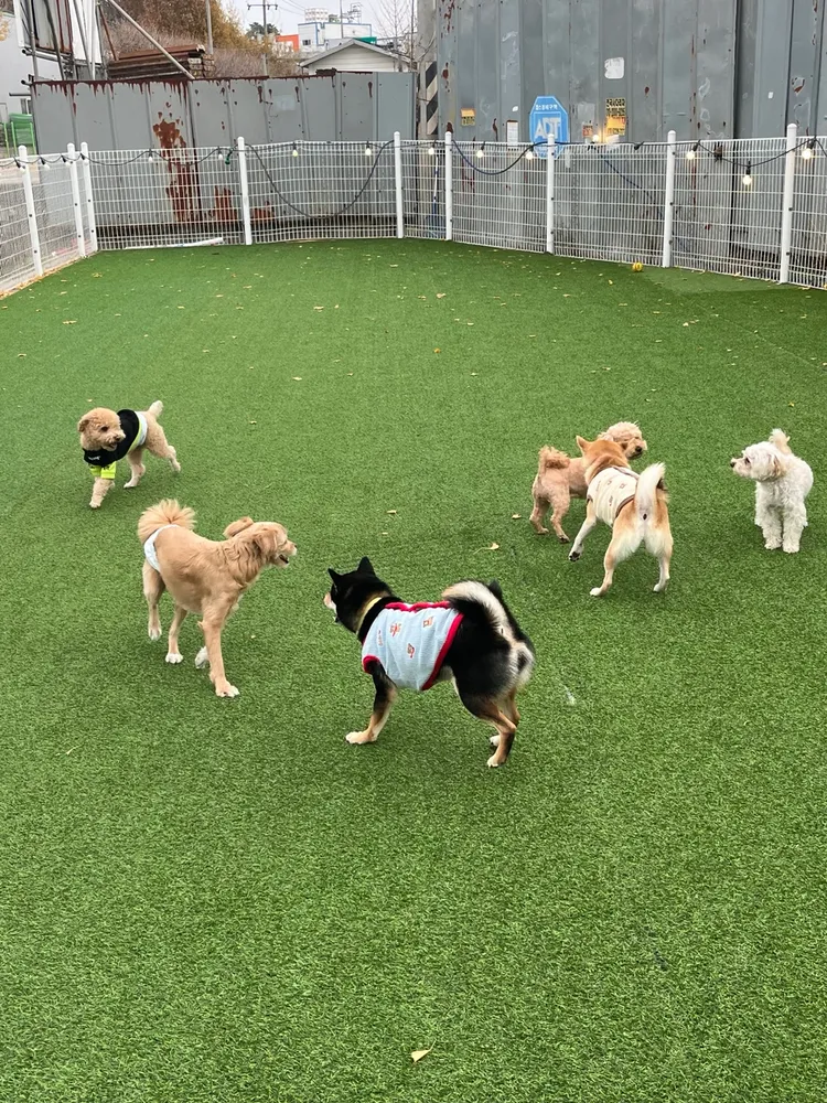 [경기 평택][릴스] 멍토피아 17차