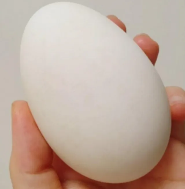 [구매평][낭만기러기] 거위기력란 1구