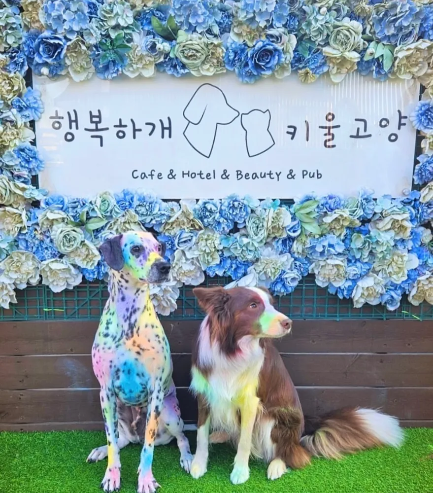 [서울 성북] 행복하개키울고양 이미지