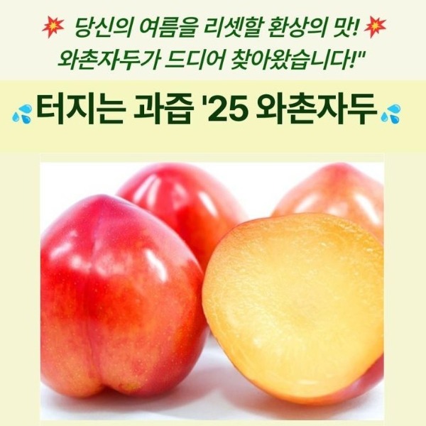 [스위치온]자두 이미지