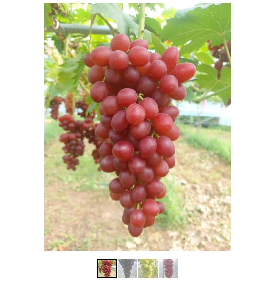 [농촌팜]친환경포도 샤인머스켓 이미지
