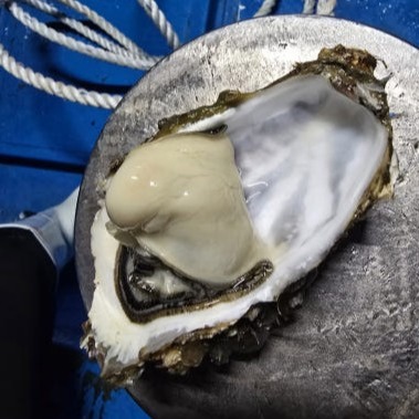 [365 수산]  통영프리미엄생굴  이미지