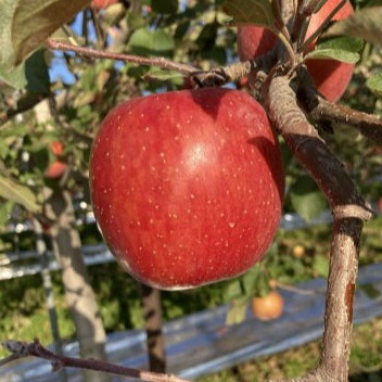 [충주사과농장] 충주사과 이미지