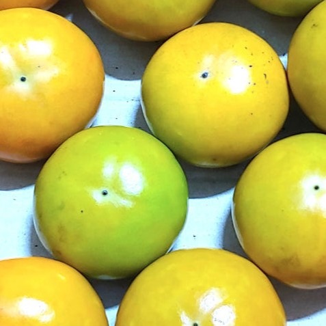 [감밭농원] 종남산 햇 부유단감  이미지