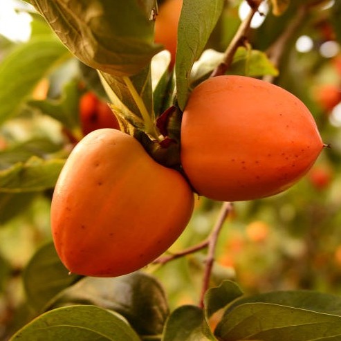 [류진농원] 대봉홍시감 이미지