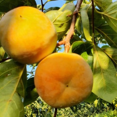 [고감단감농원] 진영 부유단감 이미지