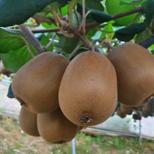 [대영농장 키위마을] 골드키위 이미지