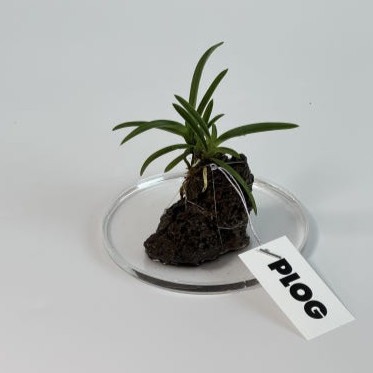 [플로그나의식물기록] 풍란섬 감성식물 이미지