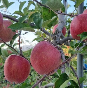 [소백산중앙농장] 감홍 사과 이미지