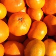 [한라산농장] 제주 귤 이미지