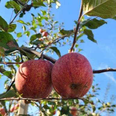 [사과가맛있는집] 경북 사과 부사 이미지