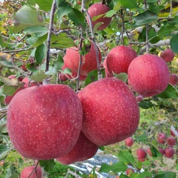 [우보농원] 후지 사과 이미지