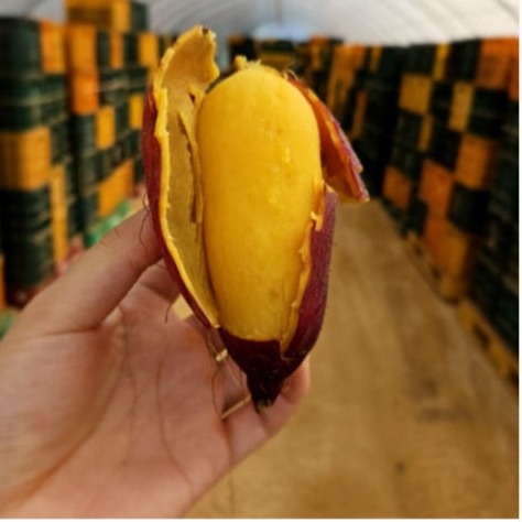 [담은농장] 호박 고구마 이미지