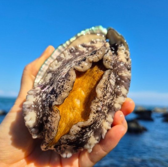 [수상한 시후네] 활 전복 이미지