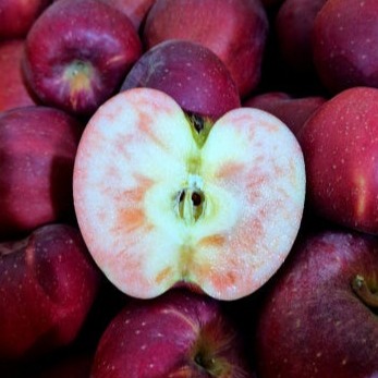 [지리산 고랭이사과] 엔부사과 이미지