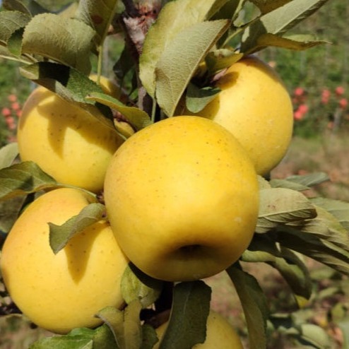 [한입사과농장] 황금 시나노골드 이미지