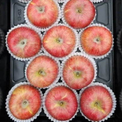 [청송사과 옛골농원] 청송 햇 부사사과 이미지