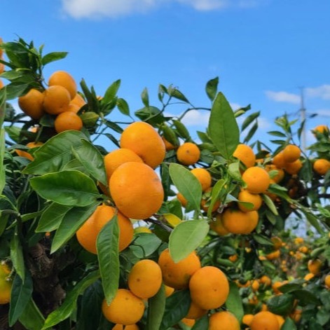 [과일해적단] 제주 극조생감귤