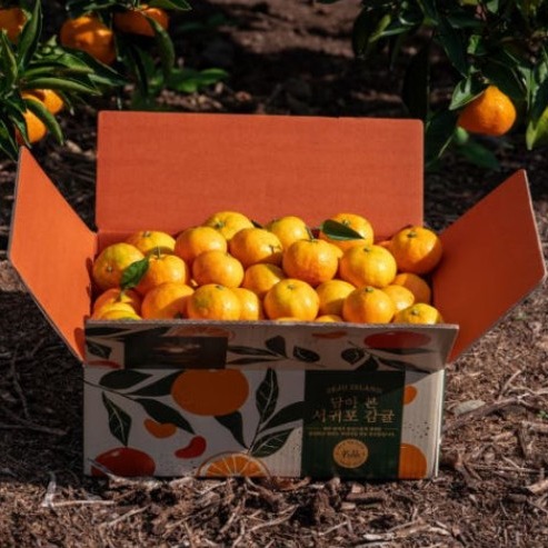 [제주위미감귤팜] 제주 노지 감귤 이미지