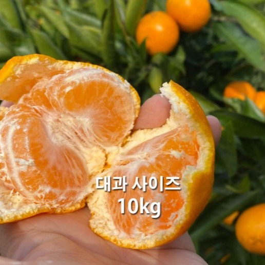 [권귤감귤농원] 제주 노지감귤