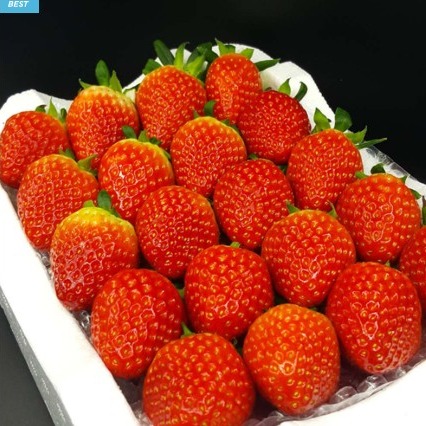 [오케이 딸기농장] 고당도 딸기