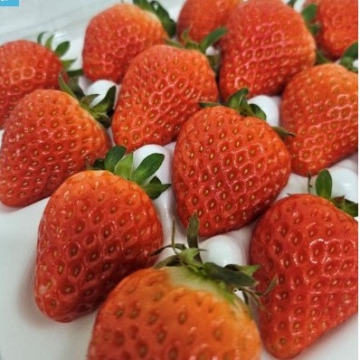 [농산다팜] 논산 설향 고당도 딸기