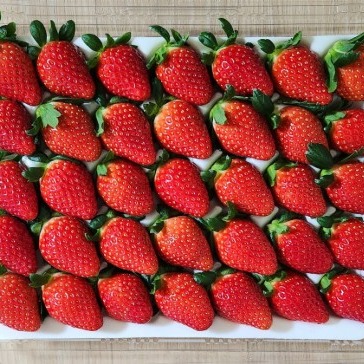 [딸기품은농장] 고당도 프리미엄 딸기 이미지