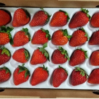 [부자농산] 고당도 장희 딸기