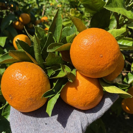 [귤사무소] 감귤