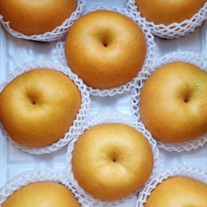 [배행복농원] 명품 울산배