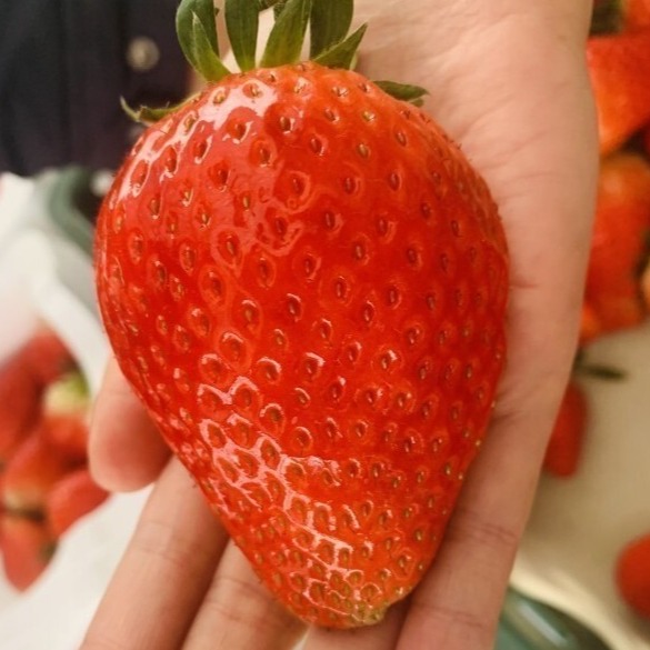 [에버푸드마켓] 킹스베리