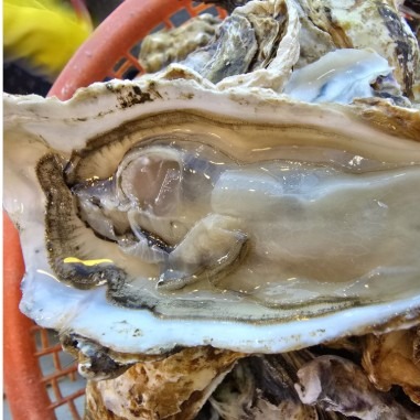 [남당항 푸른바다] 천복굴 석화 이미지