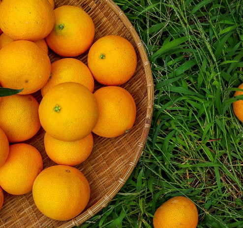 [제주새별농장] 제주 황금향