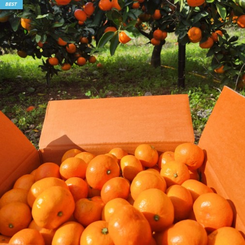 [임가네귤농장] 제주 감귤