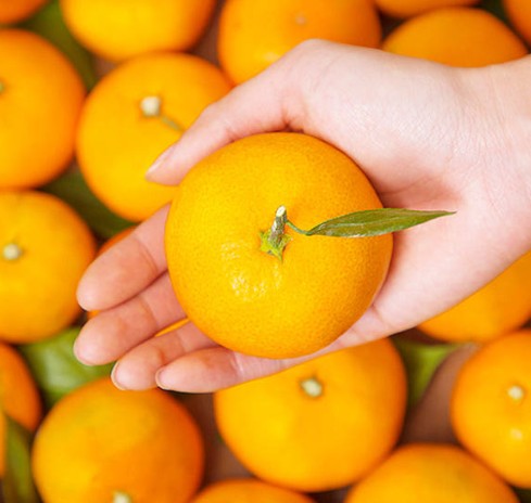 [제주연가] 타이벡감귤