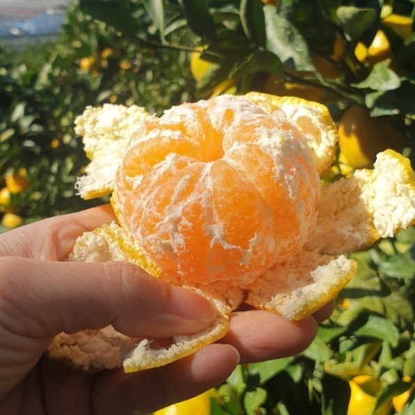 [민강상회] 조생귤