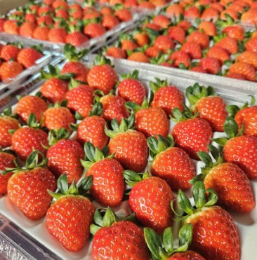 [정담] 설향 딸기