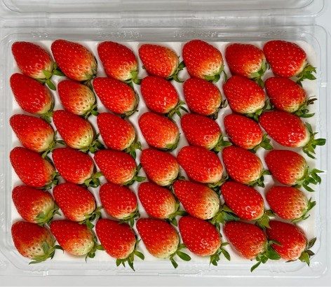 [양구니네] 논산 설향 딸기