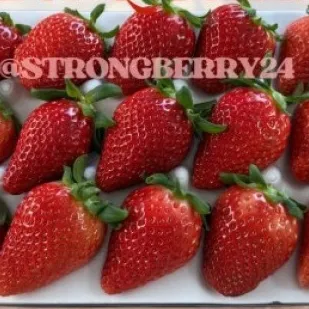 [감성딸기] 무농약 메리퀸딸기