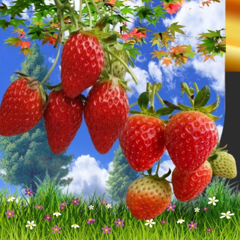 [국제나인상사] 설향 생 딸기