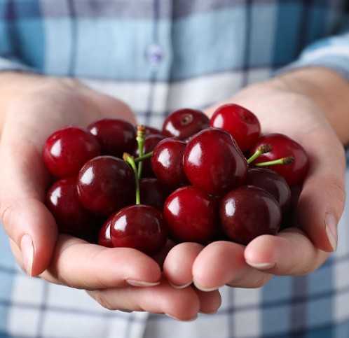 [과일당도박사] 고당도 생 체리