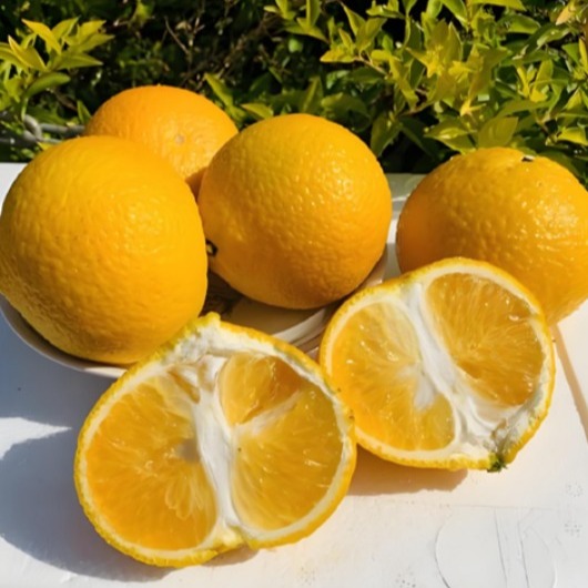 [프라임상회] 황금향