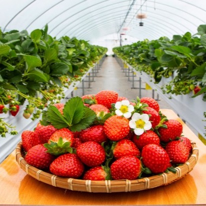 [미꼬모꼬] 25년 첫 출하 논산 설향딸기