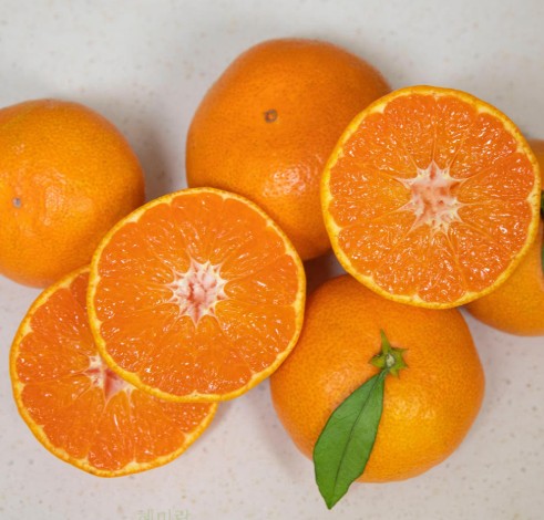 [혜미락] 제주 감귤