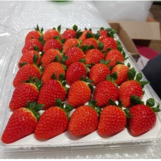 [달을보는농부] 고당도 설향딸기