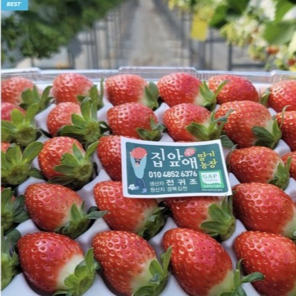 [집앞애딸기] 고당도 설향딸기