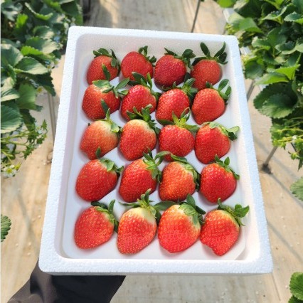 [봄엔딸기농장] 산지직송 국산 설향 생딸기